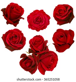 collage of red roses isolated on white background - Shutterstock ID 365251058
