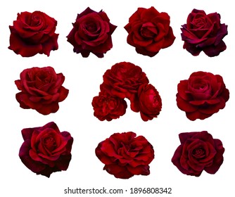 collage of red ten roses isolated on white background - Powered by Shutterstock