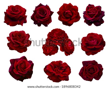 collage of red ten roses isolated on white background