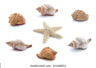 Collage of seashells and starfish isolated on white background.