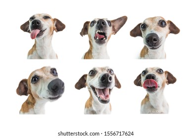 Collage Set Of 6 Dogs Portraits With Different Emotions. White Background. Funny Dog Face Expression