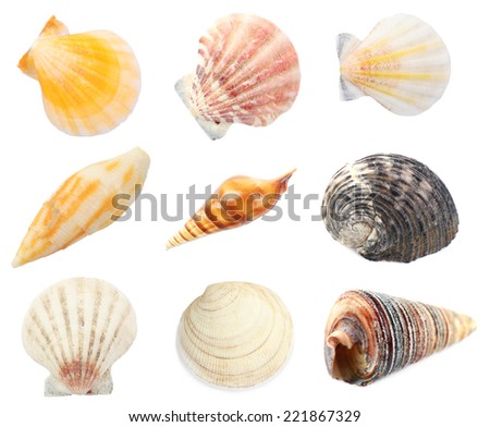 Collage of shells isolated on white