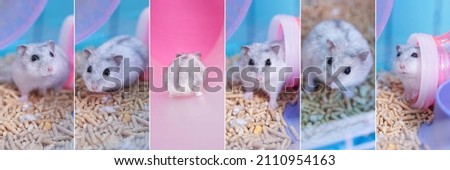 Collage with a small Dzungarian hamster in a cage. White Dzungarian hamster on pressed sawdust in a cage. High quality photo