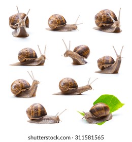 collage of snails on white background