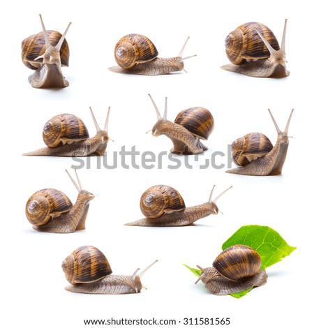 collage of snails on white background