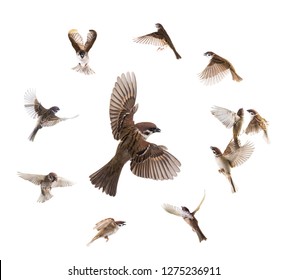 collage sparrows flies isolated on white background - Shutterstock ID 1275236911
