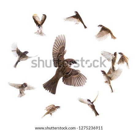 collage sparrows flies isolated on white background