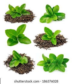 Collage Of Tea Leaves On A White Background 