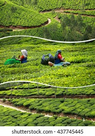 Collage of  tea plantations in Munnar ( India ) images - travel background (my photos)