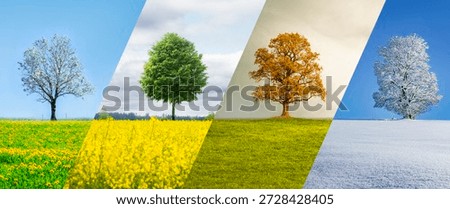Collage of a tree in the changing seasons