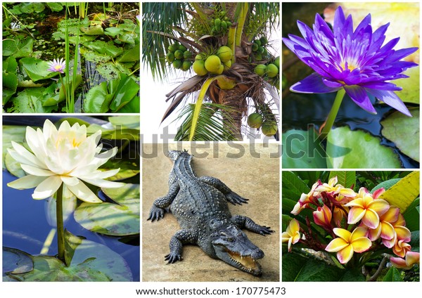 Download 6400 Gambar Flora Dan Fauna Di Thailand  Gratis HD