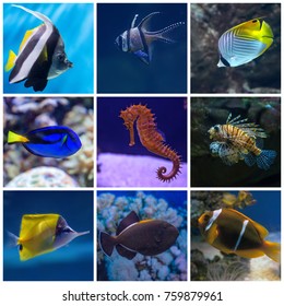 Collage Underwater Life Set Tropical Fishes Stock Photo 759879961 ...