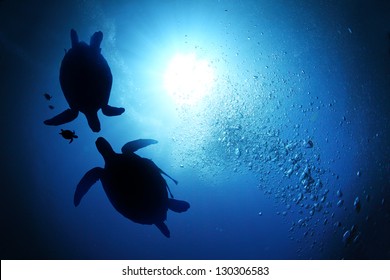 Collage of underwater world with sea turtle family swimming in the depth