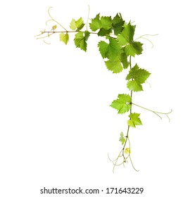 Collage of vine leaves on white background - Shutterstock ID 171643229