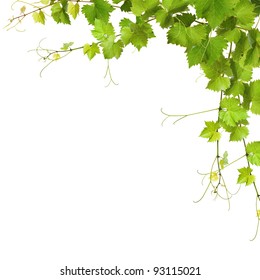 Collage Of Vine Leaves On White Background