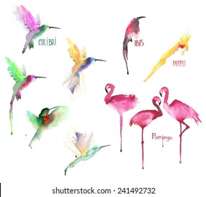 Collage of watercolor drawn birds isolated on white background