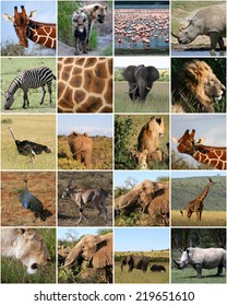 Collage Wild Animals Africa Stock Photo (Edit Now) 219651610