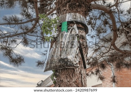 Collar around a pine tree to trap dangerous processionary caterpillars from reaching the ground trapping them in the plastic bag