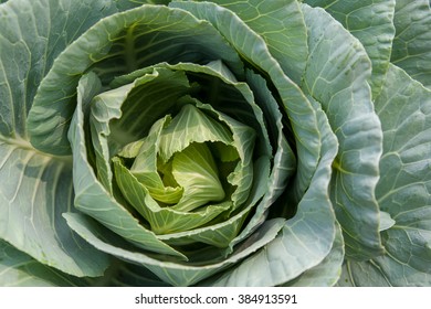 Collard