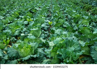 Collard Green Field Close Up