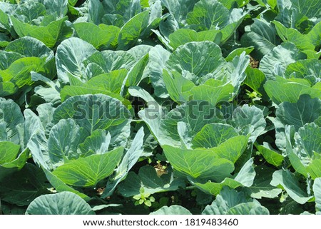 collard greens in high quality fields for daily nutritional needs