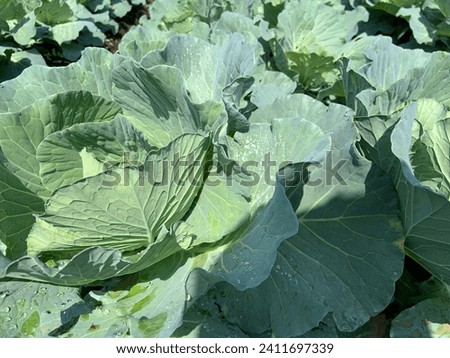 collard greens in high quality fields for daily nutritional needs