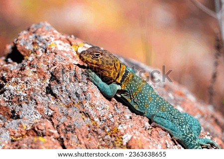 Collard Lizard on a Rock 