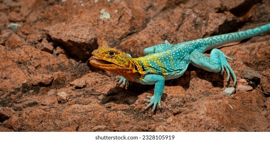 collard lizard sunning on rocks