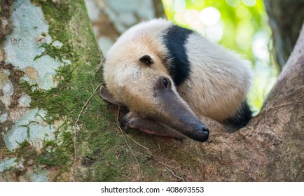 Collared Anteater