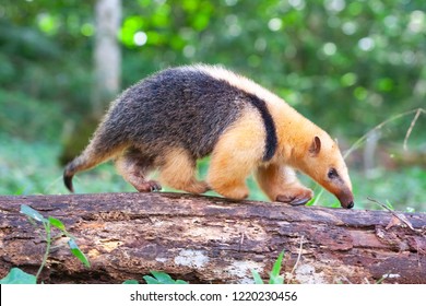 Collared Anteater, Tamandua Tetradactyla Looking For Insects To Feed On In The Subtropical Rainforest Of Argentina, Wild Habitat