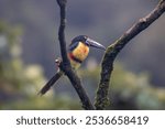 Collared Aracari in Costa Rica