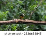 A Collared Aracari in Costa Rica