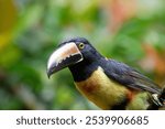 A Collared Aracari in Costa Rica