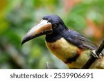 A Collared Aracari in Costa Rica