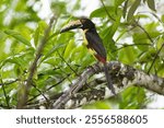 collared aracari or collared araçari (Pteroglossus torquatus) 