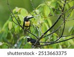 Collared Aracari, Pteroglossus torquatus, bird with big bill. Toucan sitting on the nice branch in the forest, Boca Tapada, Costa.