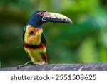 collared aracari or collared araçari (Pteroglossus torquatus) in colombian jungle