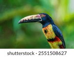 collared aracari or collared araçari (Pteroglossus torquatus) in colombian jungle