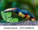 collared aracari or collared araçari (Pteroglossus torquatus) in colombian jungle