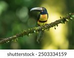 Collared Aracari Pteroglossus torquatus in Costa Rica forest