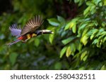 Collared aracari (Pteroglossus torquatus) flying with a piece of banana in its beak with a green forest in the background.