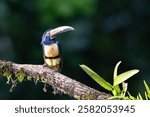 The collared aracari or collared aracari, Pteroglossus torquatus, on the branch