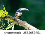 The collared aracari or collared aracari, Pteroglossus torquatus, on the branch