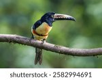 The collared aracari or collared aracari, Pteroglossus torquatus, on the branch