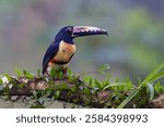 The collared aracari or collared aracari, Pteroglossus torquatus, on the branch