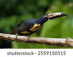 Collared aracari (Pteroglossus torquatus) sitting on a branch reaching for food. Colorful toucan with green background.