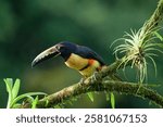 Collared aracari (Pteroglossus torquatus) sitting on a branch, Costa Rica