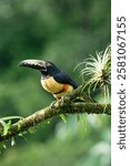 Collared aracari (Pteroglossus torquatus) sitting on a branch, Costa Rica