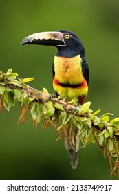 The collared aracari or collared araçari (Pteroglossus torquatus) is a toucan, a near-passerine bird. It breeds from southern Mexico (North America) to Panama; also Ecuador, Colombia, Venezuela
