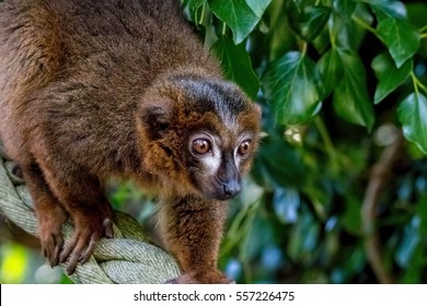 Sloth On Tree Stock Photo (Edit Now) 624132143